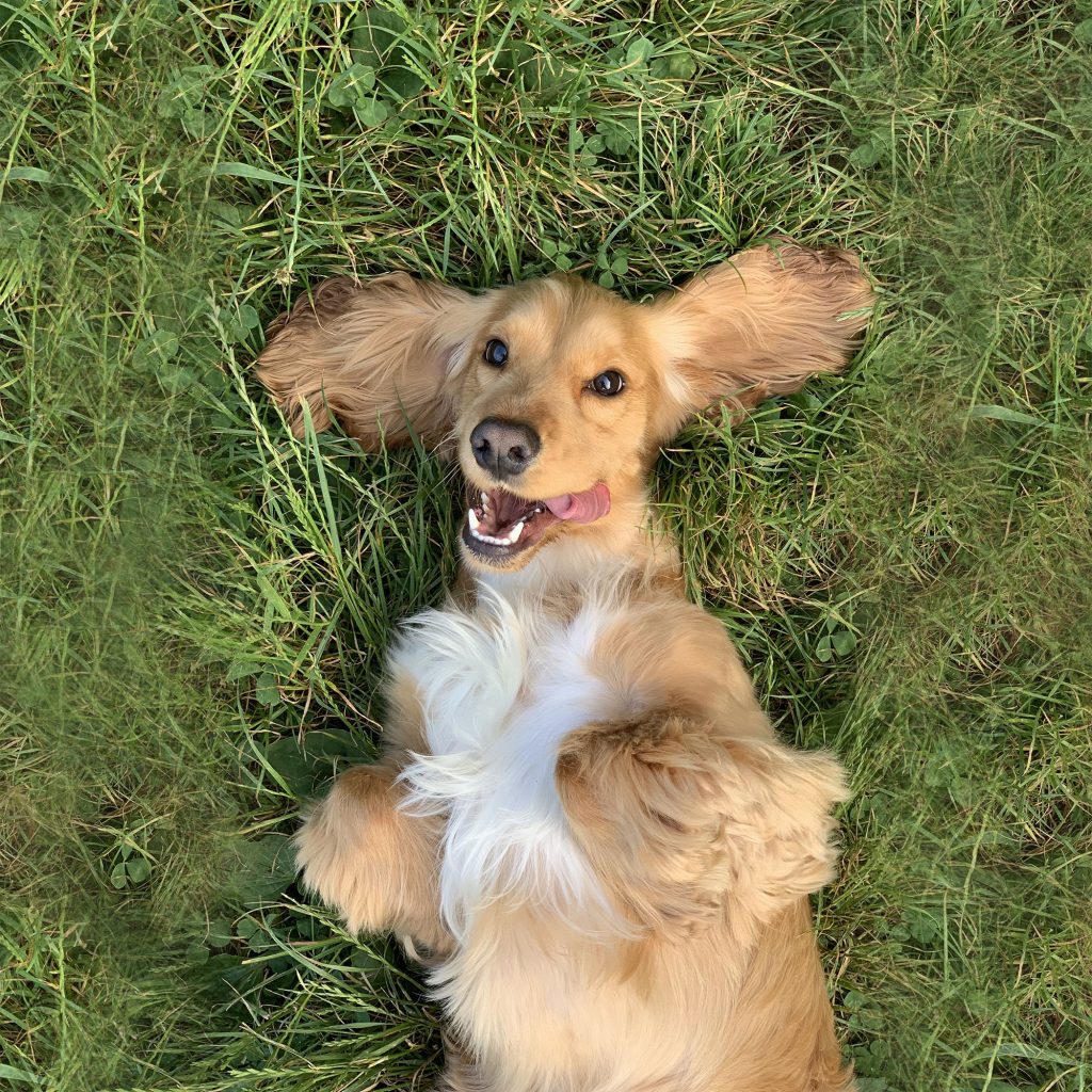 Stock photograph of a dog lying on grass. Photoshop's clone brush has been used to manually extend the grassy background