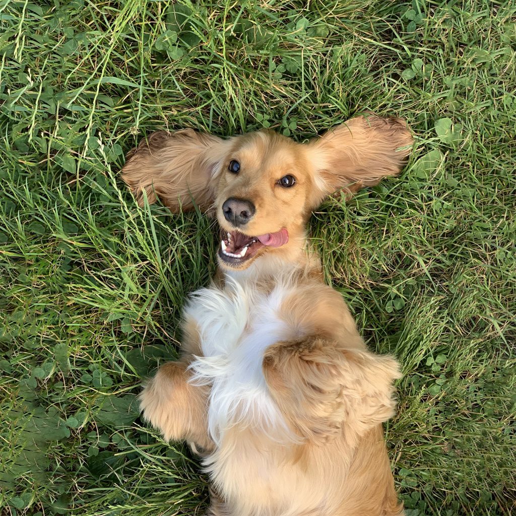 Stock photograph of a dog lying on grass. Photoshop's content-aware fill has been used to manually extend the grassy background