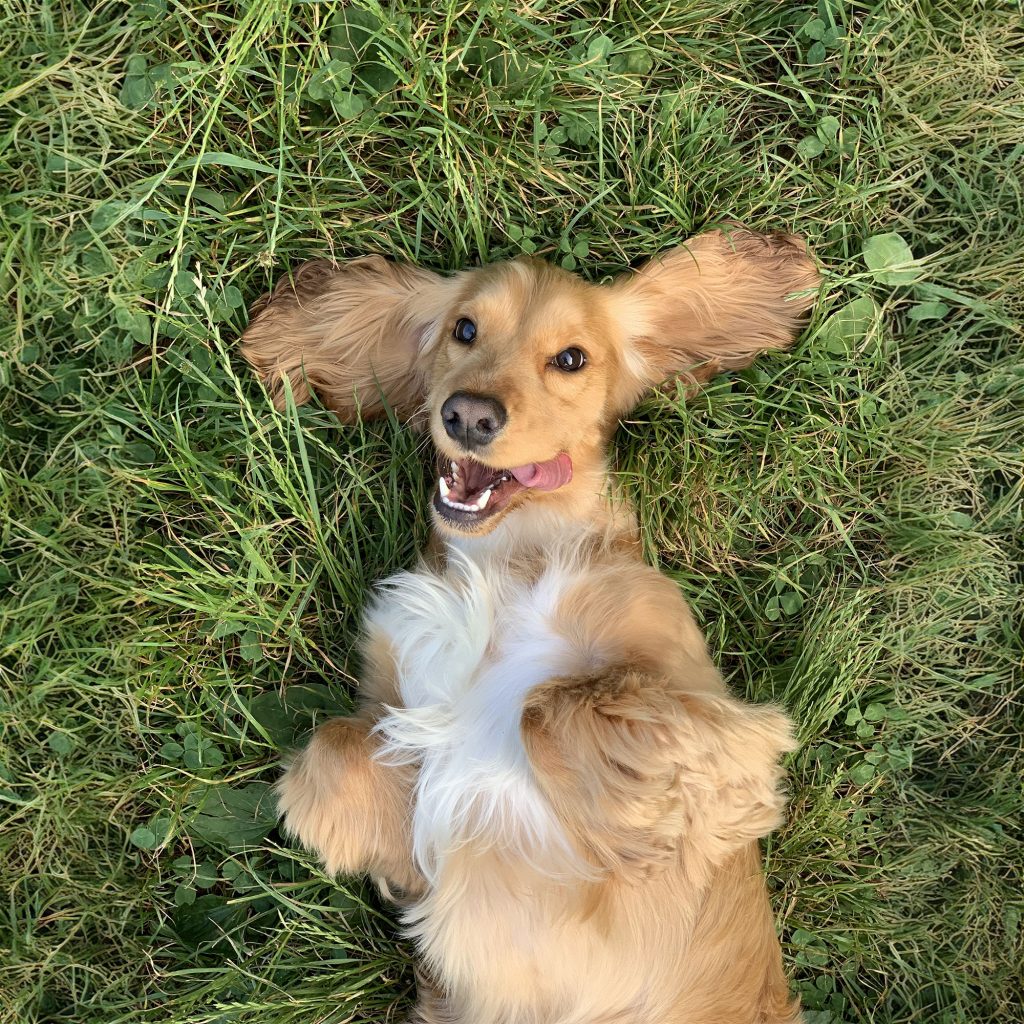 Stock photograph of a dog lying on grass. Photoshop's generative fill has been used to manually extend the grassy background