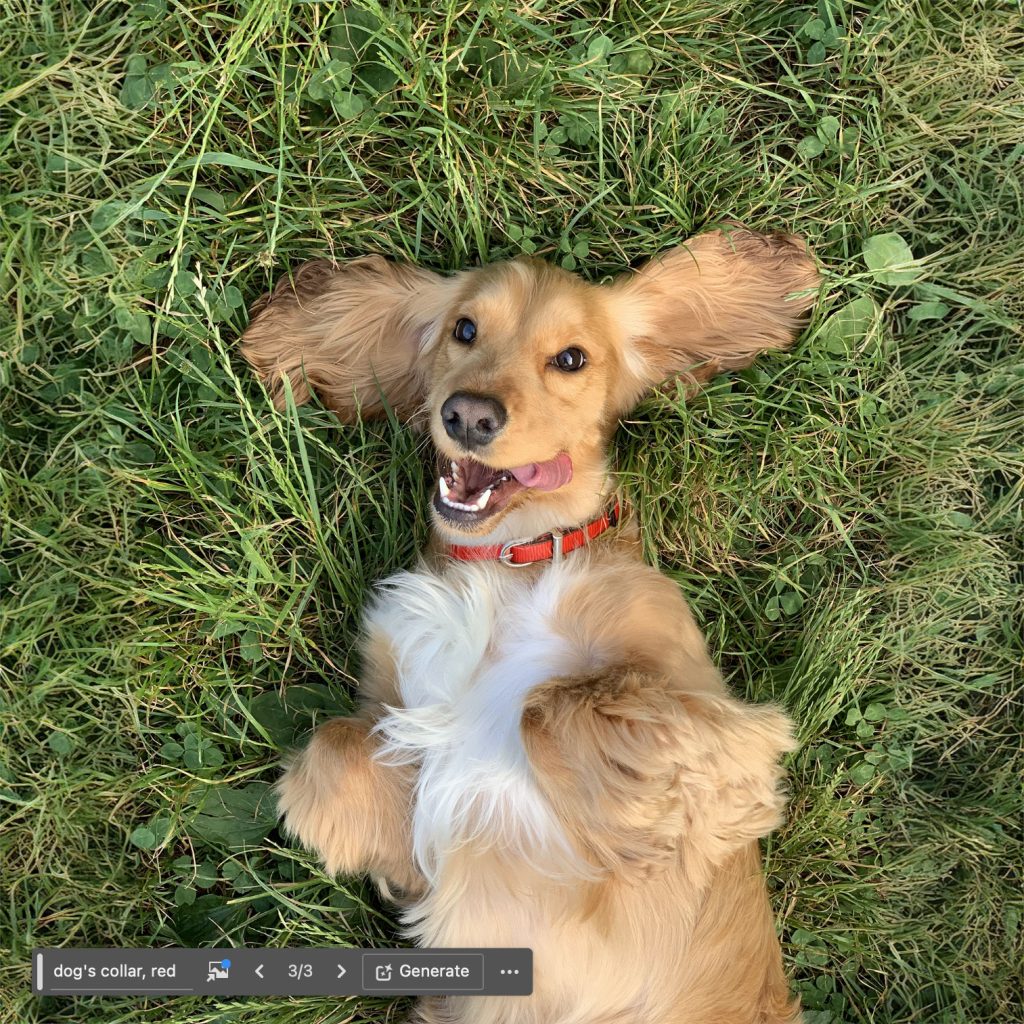 Stock photograph of a dog lying on grass. Photoshop's generative fill has been used to manually extend the grassy background, and add a red collar on the dog