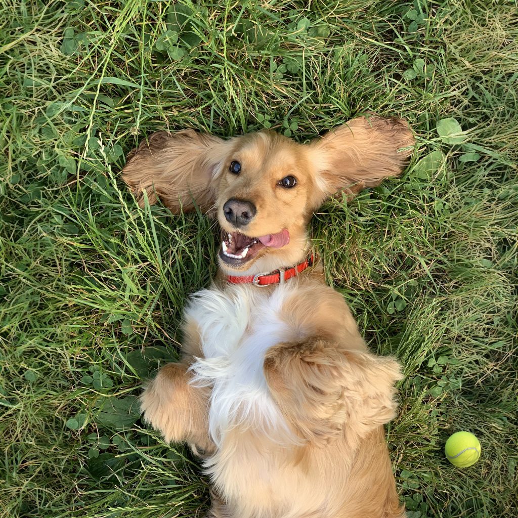 Stock photograph of a dog lying on grass. Photoshop's generative fill has been used to manually extend the grassy background, add a red collar on the dog, and place a tennis ball next to the animal