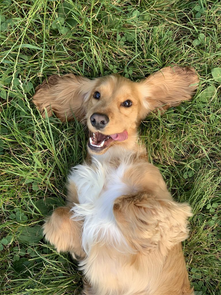 Stock photograph of a dog lying on grass